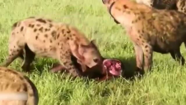 鬣狗群捕杀落单小野牛，结果活生生被咬死真可怜！