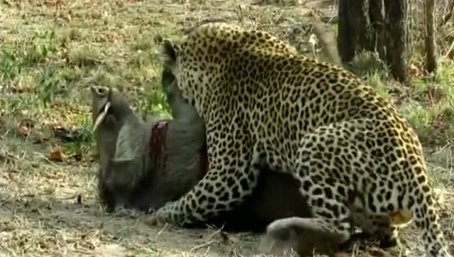 豹子捕捉到野猪，没咬死就直接开始吃，疼的野猪直叫唤！