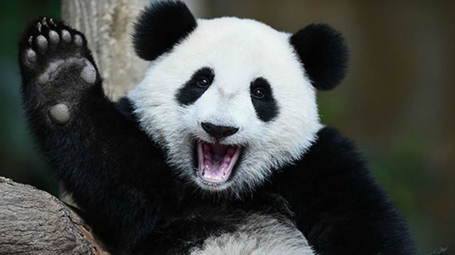 中国首例被国外“退货”的熊猫，理由引人大笑，网友：做得好