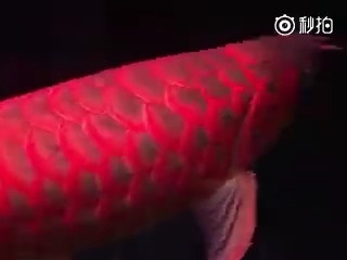 有人说，转发这条鱼就有好事发生！不妨试转看看！万一是真的呢？！！ 更多奇闻轶事请到我的微博看看[来] ?