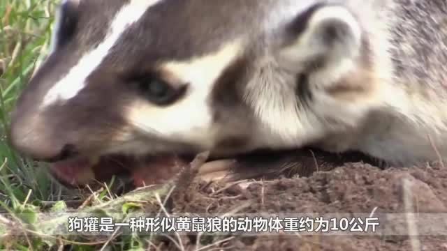 狗獾要掏狐狸的老窝，下一秒意外发生了，镜头拍下全过程！ 
