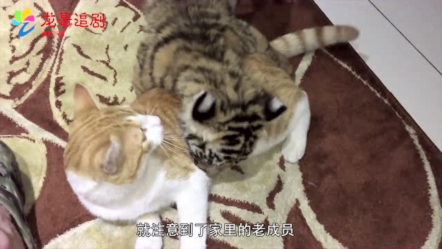 当老虎咬住了一只猫，结局让人意想不到，镜头记录下全过程！