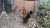 百度视频_菲律宾战斗鸡!价值10亿美元的血腥斗鸡业