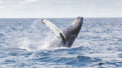 世界上最华丽的落幕，鲸鱼死后在海里会发生什么？