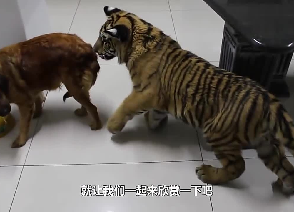 老虎舔了一口猫咪，下一秒请憋住不要笑，镜头记录搞笑画面！