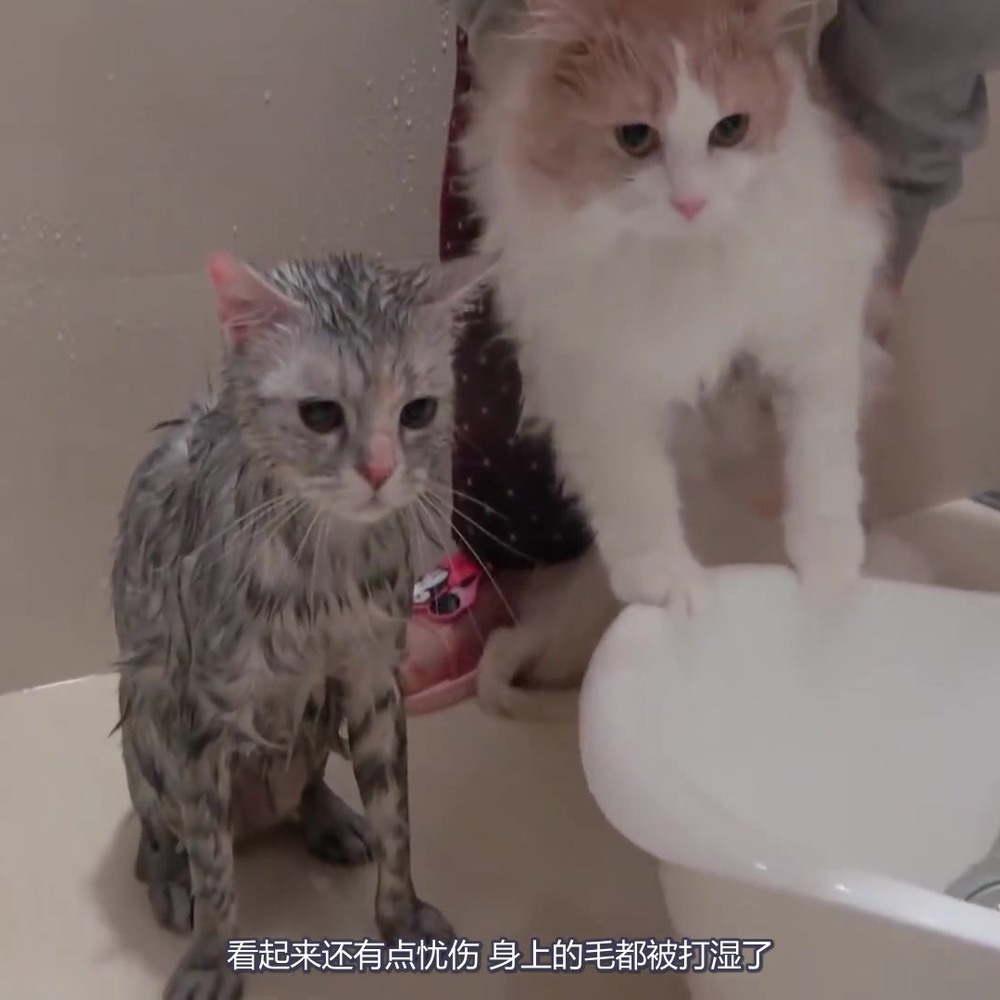 小猫们洗澡就跟打仗一样，惨烈的叫声，就像被主人虐待一样！