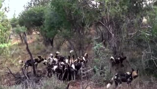 公羚羊惨遭20只野狗残忍掏肝活吃，这叫声太恐怖了