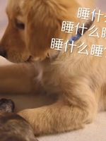 爱宠一犬一味