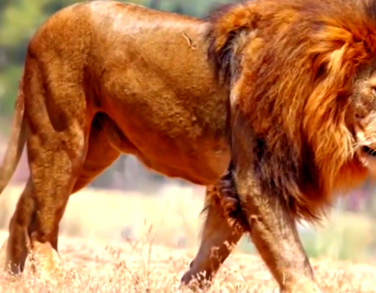 纯血藏獒能和狮子搏斗你见过么