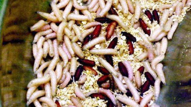 针对女性的刑罚用猫鼠撕咬身体再往伤口洒盐直至生蛆